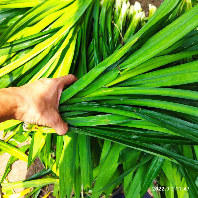 Daun Pandan Wangi 250gr