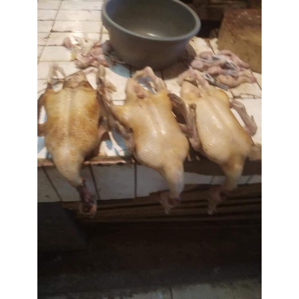 

Bebek potong / Bebek peking putih masih fresh dan segar