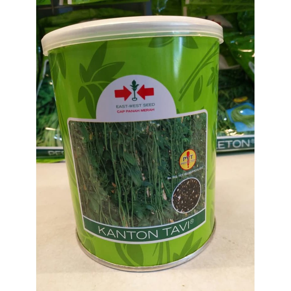 Unik Benih Kacang Panjang Kanton Tavi 500 gr Limited
