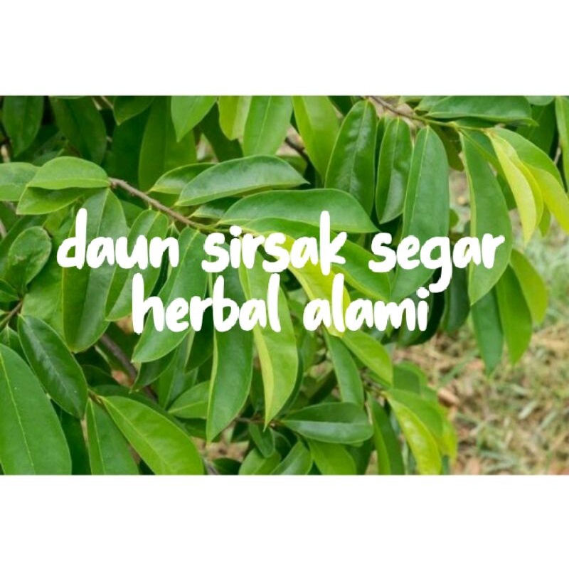 

DAUN SIRSAK SEGAR HERBAL ALAMI 1 KG