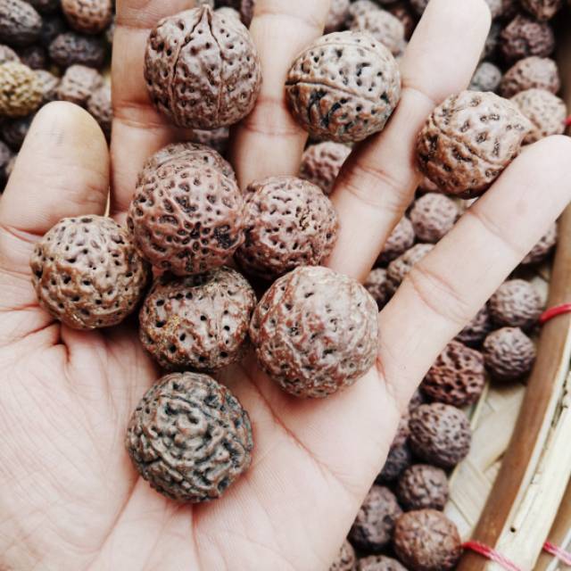 Jenitri besar kiloan