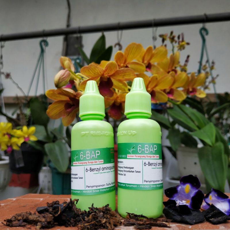 6 BAP Benzylaminopurine (hormon 6BAP) 6BAP Anggrek