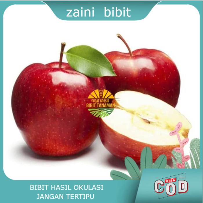 Obral Bibit Tanaman Buah Apel Washington Okulasi