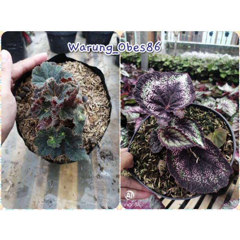 

Paket Begonia Special Lebaran