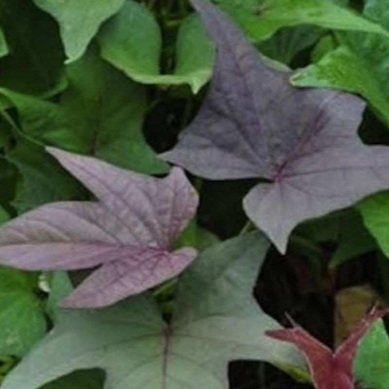 

Jual Daun Ubi Jalar Ubi Unggu 500 Gram