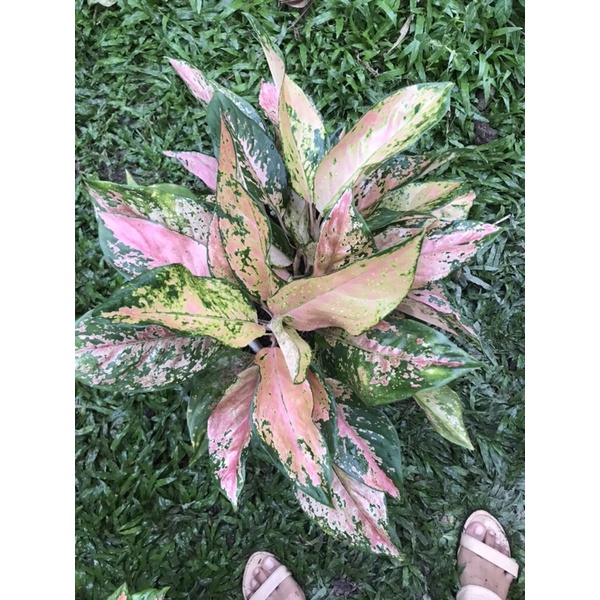 aglonema kochin tembaga rumpun 9