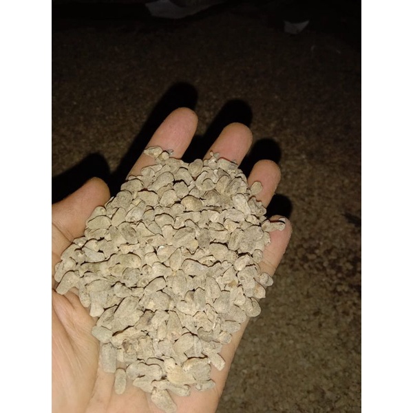 Bibit Porang spora kualitas super