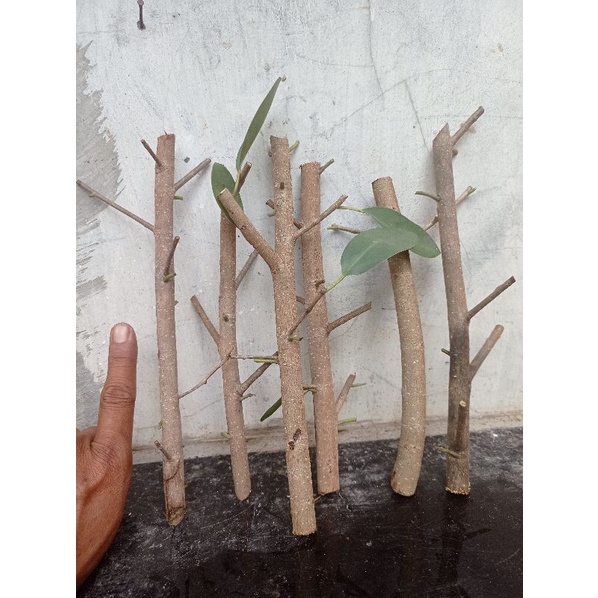 bibit stek iprik silver pucuk merah 𝙗𝙚𝙡𝙪𝙢 𝙗𝙚𝙧𝙖𝙠𝙖𝙧