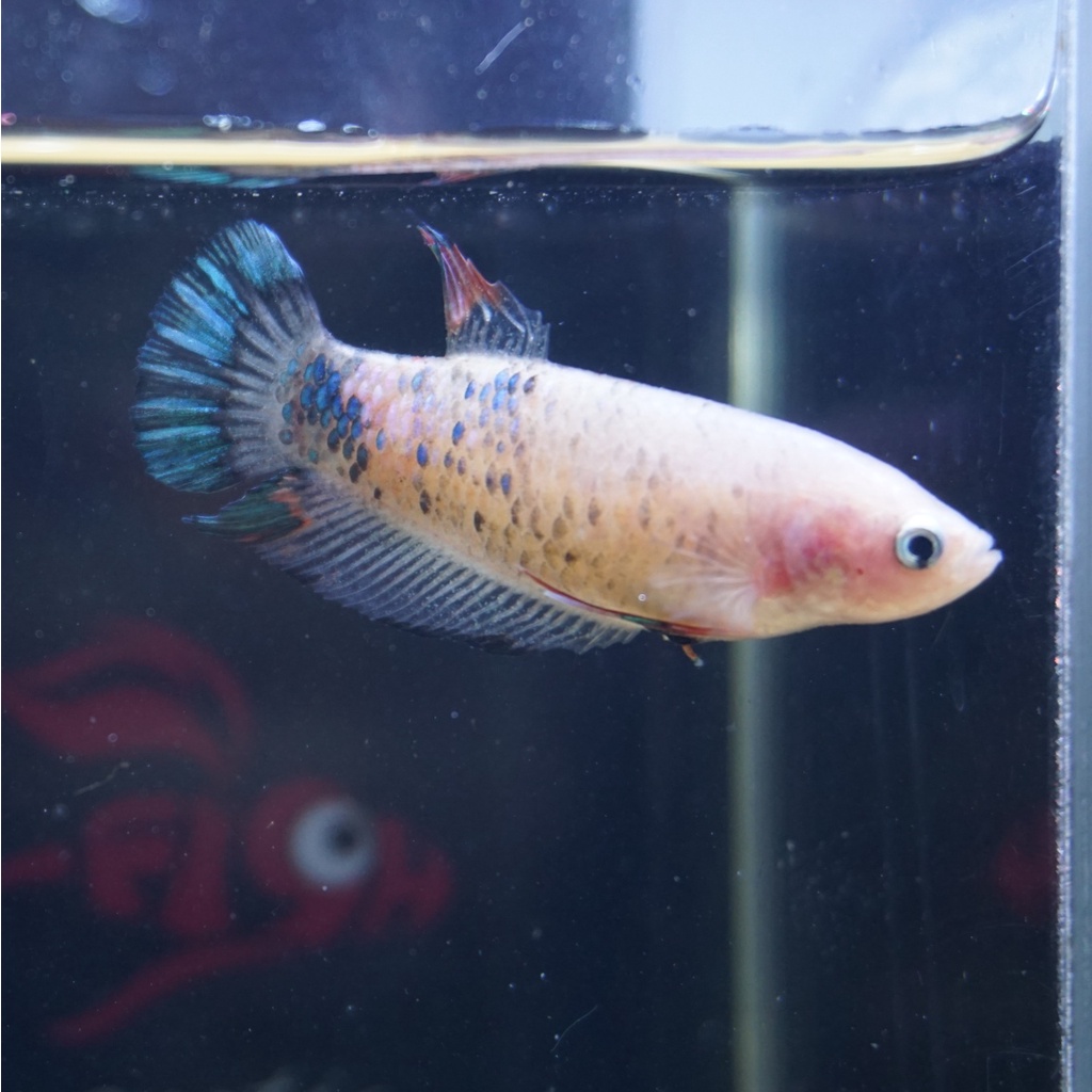 cupang female plakat multicolor betina 0602