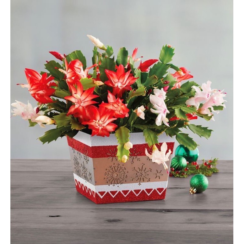 Tanaman Hias Bunga Wijaya Kusuma Kepiting Merah Bunga Hidup Murah-kembang hidup asli-bunga hidup can