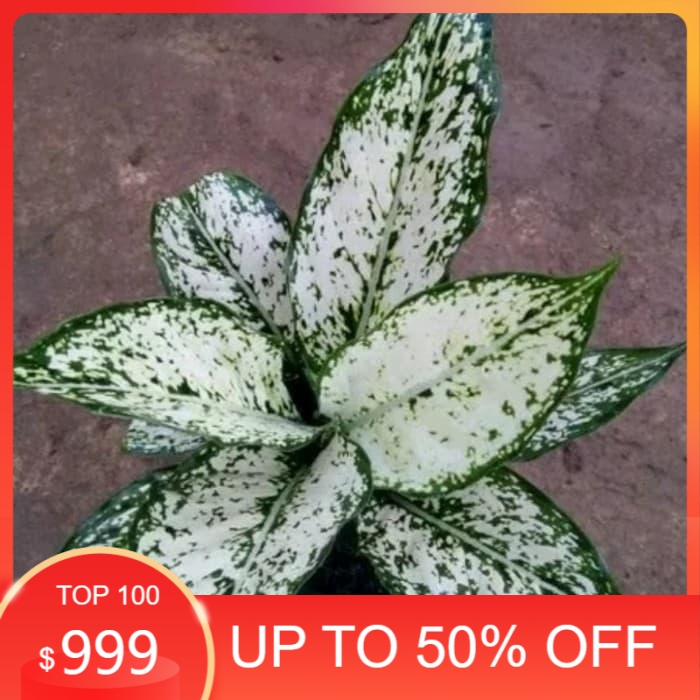 PROMO tanaman hias aglonema snow/aglonema salju