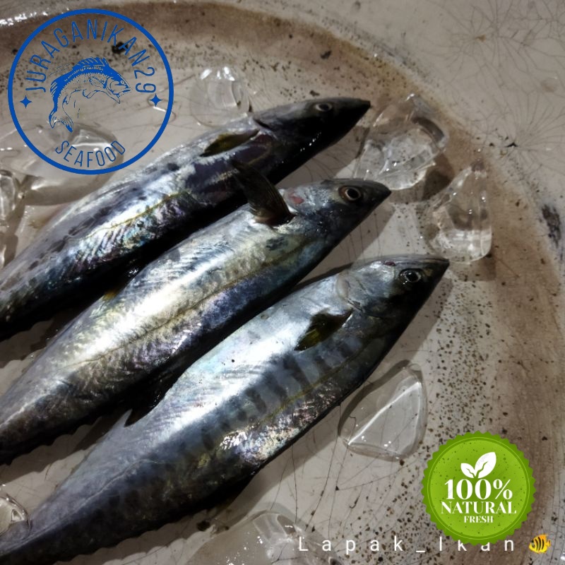 

Ikan Tenggiri Colet Segar 1~Kilogram