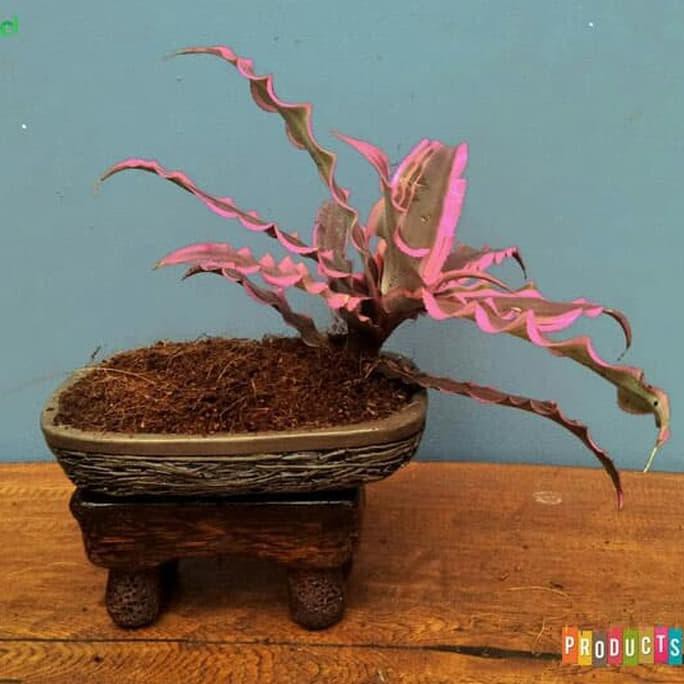 Ini Tanaman Kerang Nanas Pink / Cryptanthus Elaine Segera Beli