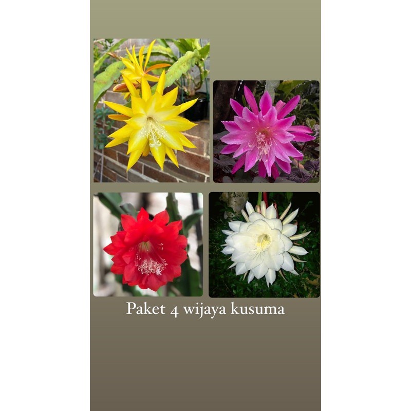 Paket 4 wijaya kusuma gantung-tanaman hidup-bunga hidup murah-wijaya kusuma-bunga gantung hidup