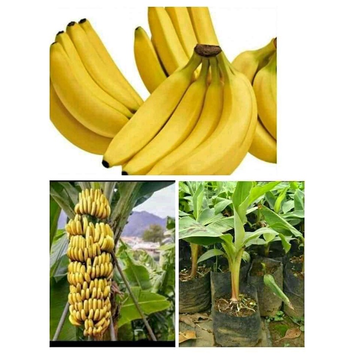 

Bibit pisang cavendish / pisang cavendish