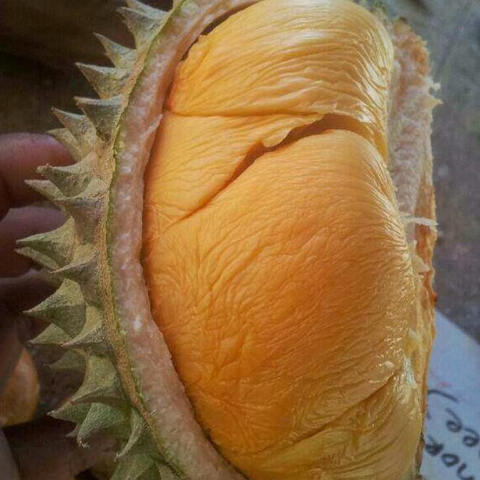 Bibit Durian Ochee Duri Hitam