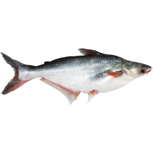 

Ikan Patin Segar Fresh (bisa request di bersihkan dan di fillet)
