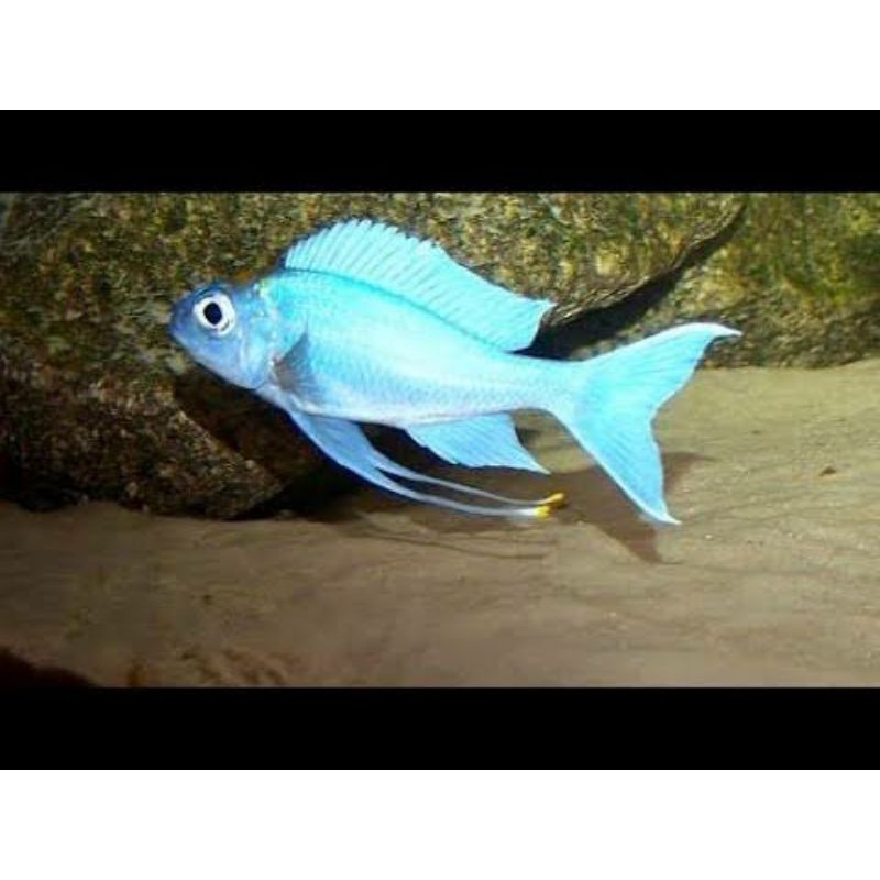 Ventralis Featherfin Cichlid Ophthalmotilapia Paratilapia Tanganyika Ophthalmochromis