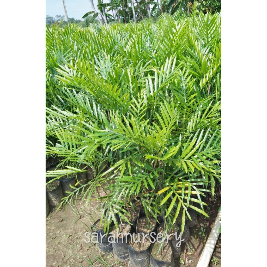 Ketinggian 1.5m - Bibit Tanaman Kiara Payung I Pinisium Tanaman Peneduh