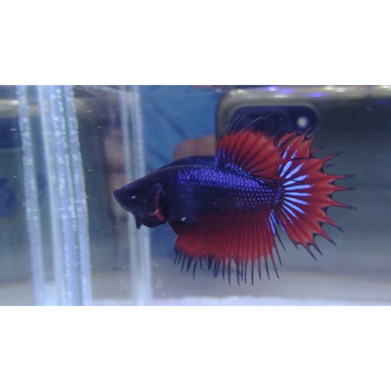 ikan cupang hias crowntail serit #CT02