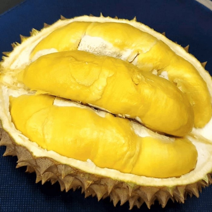 Bibit Tanaman Buah DURIAN BAWOR KAKI 3 Premium