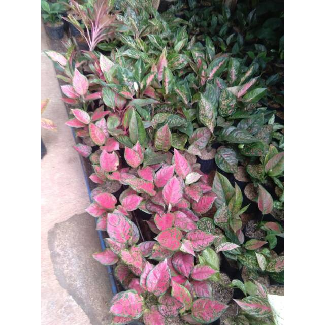 Tanaman hias aglonema kocin kochin aglaonema chocin chaocin taneman aglo indoor indor