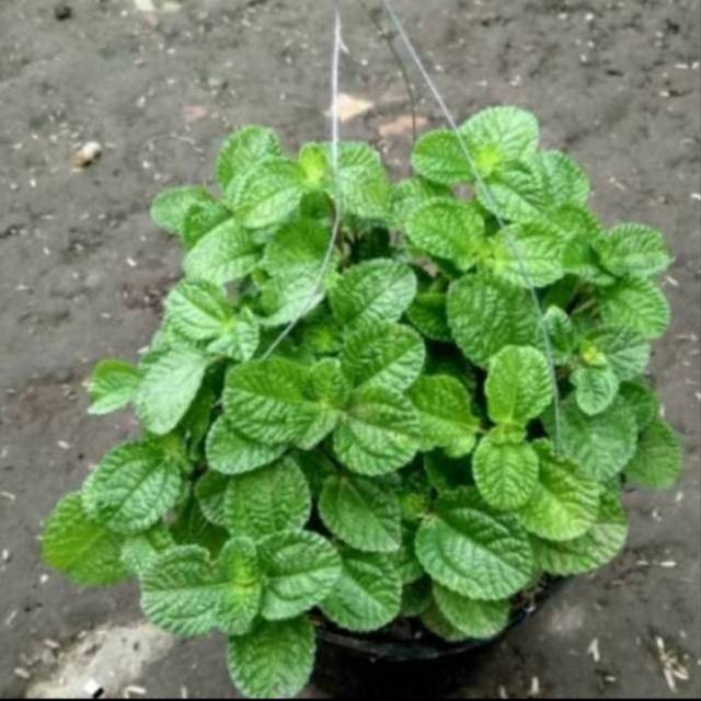 Bibit Daun Mint / Daun Min