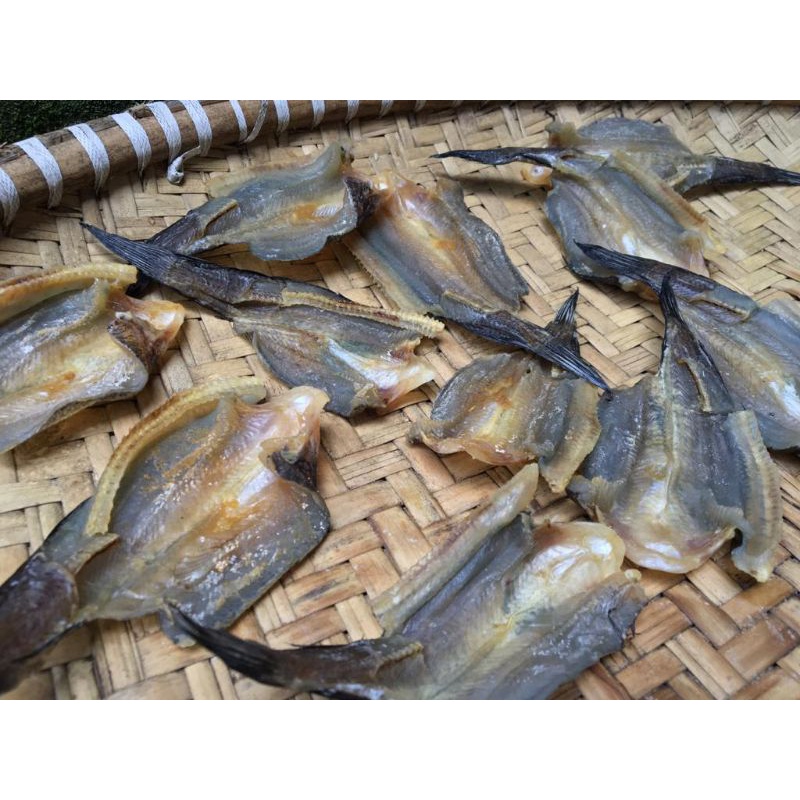 

ikan garih gabus (haruan)