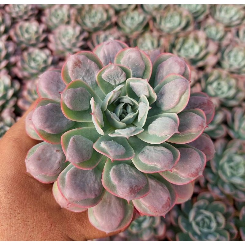 sukulen echeveria raindroft import korea