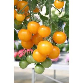 5 Benih Tomat Cherry Kuning Buah lebat manis