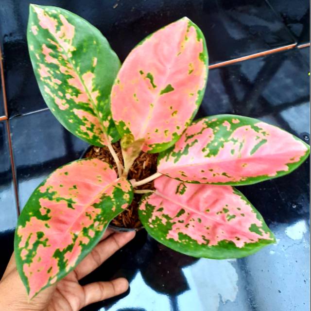 Tanaman Hias Aglaonema/Aglonema Hias KOCHIN TEMBAGA