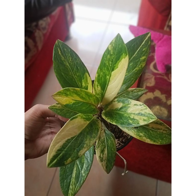 Tanaman hias Antorium Cobra Variegata/jemani cobra variegata