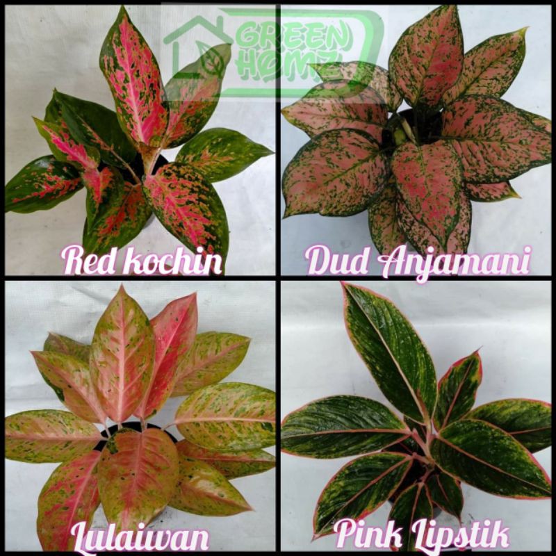paket 4 tanaman hias bunga aglaonema aglonema