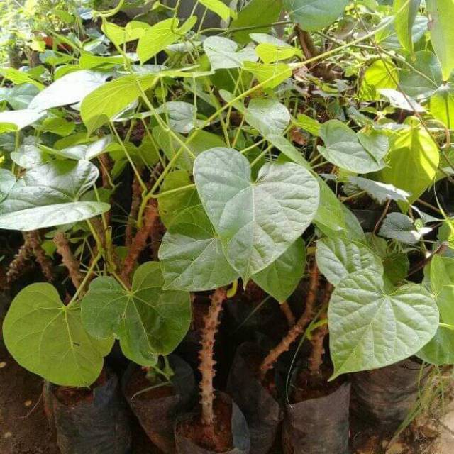 Bibit brotowali bibit brotowali siap tanam