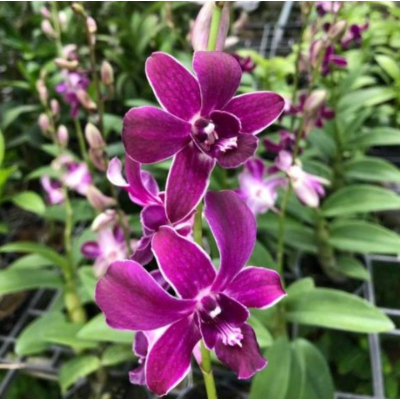 dendrobium Caesar hiroshi 35k