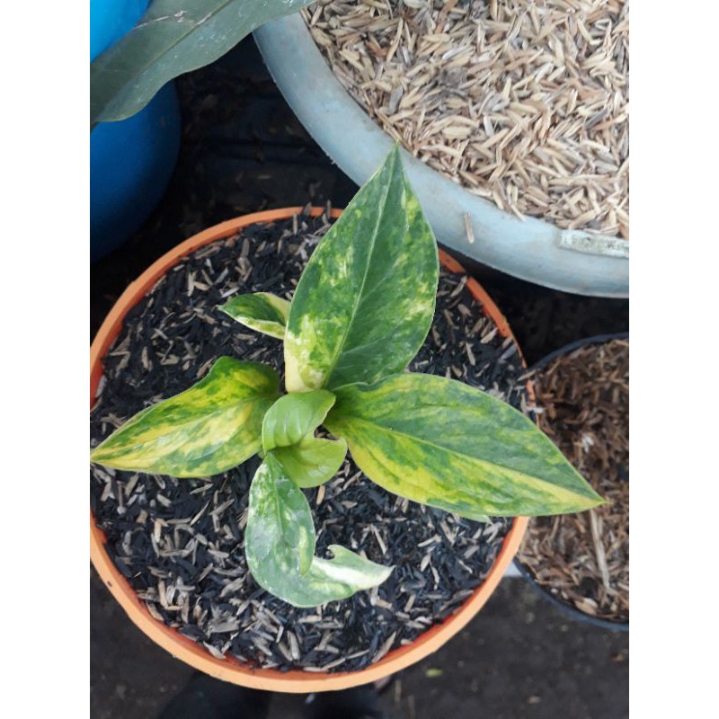 Tanaman Hias Anthurium Jemani Variegata Cobra(remaja)