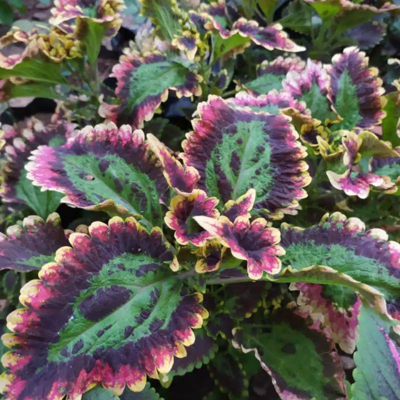 TANAMAN MIANA PREMIUM MURAH COD BUNGA HIAS