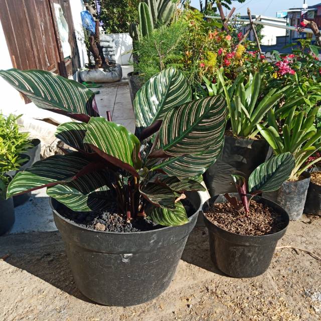 Calathea Ornata/batik