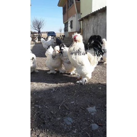 

TELUR AYAM HIAS PARK BRAHMA UNTUK DI TETASKAN