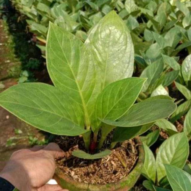 Tanaman hias anturium jemani cobra-pohon hias anturium-anturium jemani cobra-pohon