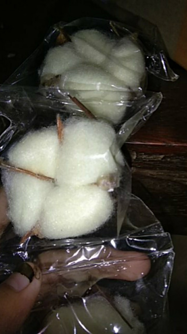 Dried Cotton Bunga Kapuk Bunga Kapas Kering