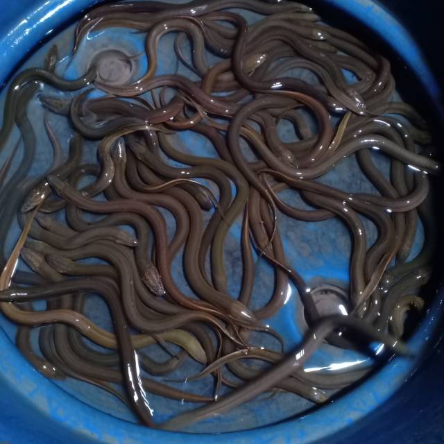 

Bellut hidup ukuran besar sedang ada semua