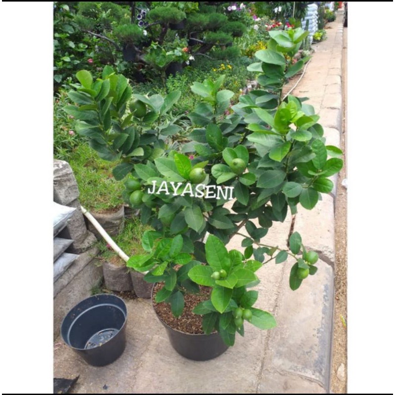 TANAMAN HIAS JERUK LEMON CALIFORNIA/POHON JERUK LEMON CALIFORNIA