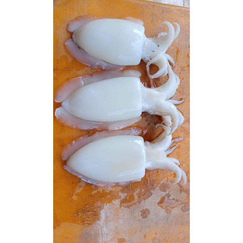 

Cumi sotong
