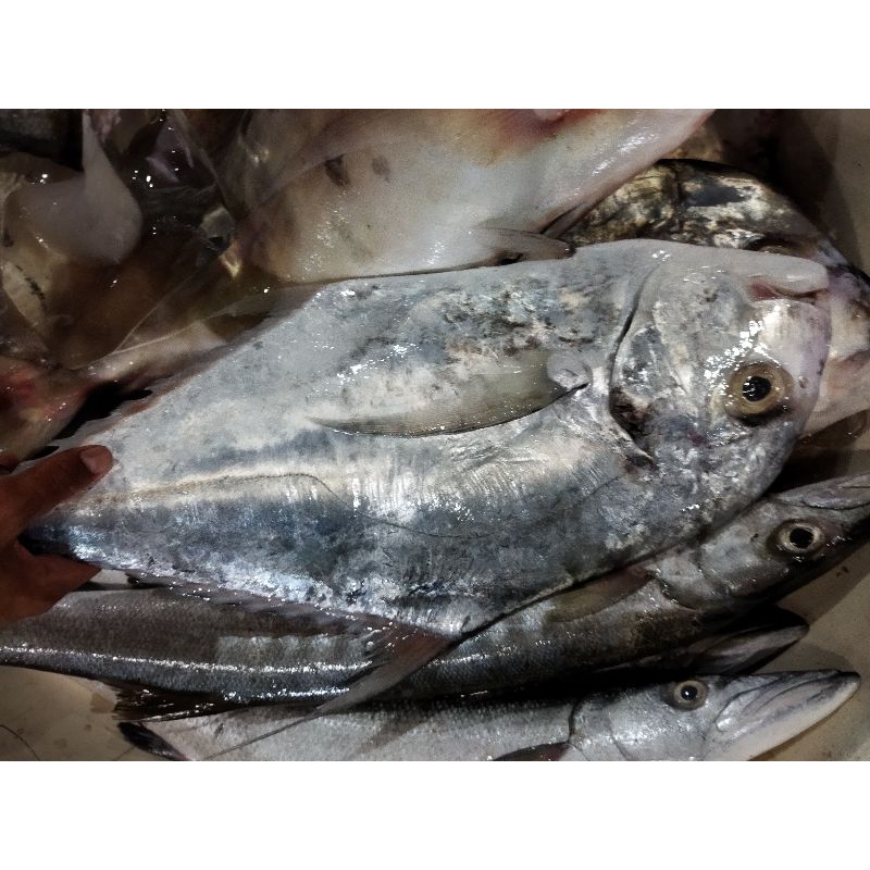 

Ikan Kuwe Rambe Segar 3Kg Hasil Laut Segar