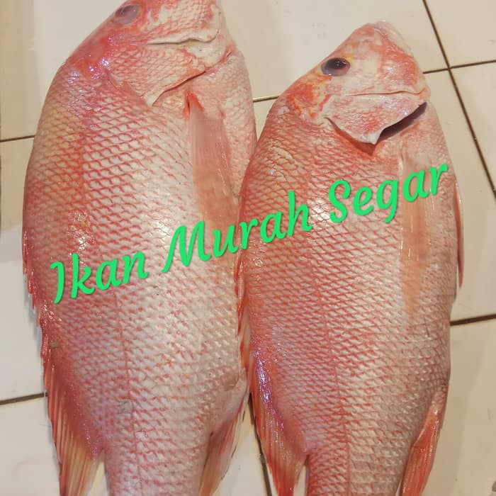 

IKAN KAKAP MERAH SEGAR berat 1Kg,