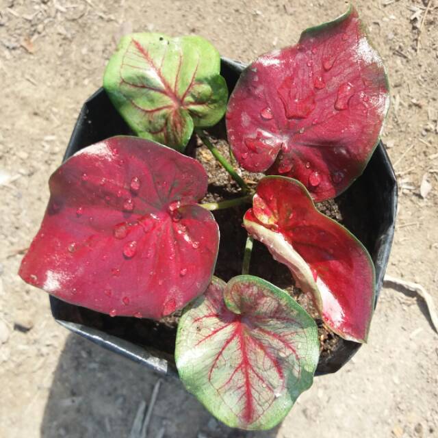 Caladium Red Stardust Shopee Indonesia