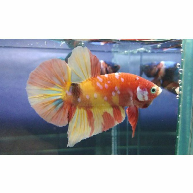 Ikan Cupang/Betta Fish/Koi Yellow Nemo/Jantan/Male/FORBETTALIFE