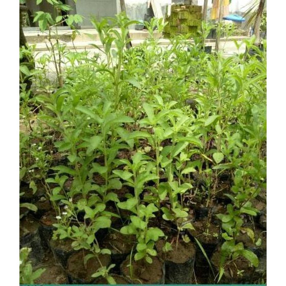 BIBIT BENIH TANAMAN UNGGUL BIBIT TANAMAN HERBAL STEVIA PENGGANTI GULA