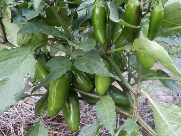 Haira Seed Bibit-Biji Cabe Jalapeno Early